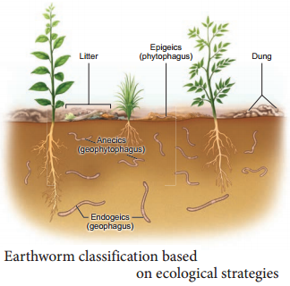 Earthworm - Lampito mauritii img 2