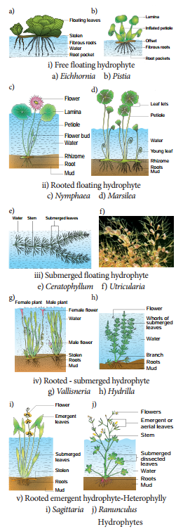 Ecological Adaptations | Hydrophytes | Xerophytes | Mesophytes | Epiphytes | Halophytes Ecological Adaptations | Hydrophytes | Xerophytes | Mesophytes | Epiphytes | Halophytes