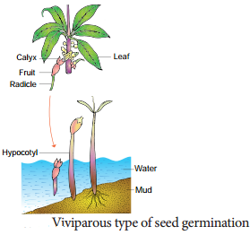 Ecological Adaptations img 10