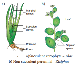 Ecological Adaptations img 4