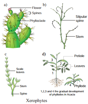 Ecological Adaptations img 5