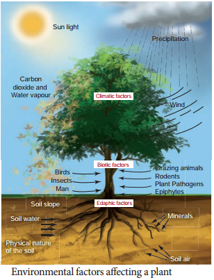 Ecological Factors img 1