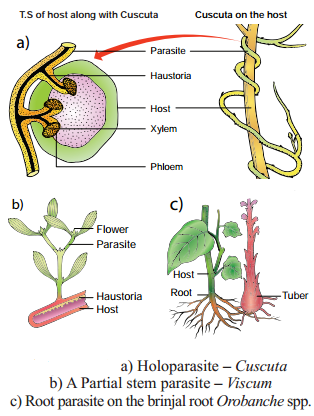 Ecological Factors img 13