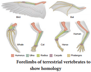 Evidences For Biological Evolution img 1