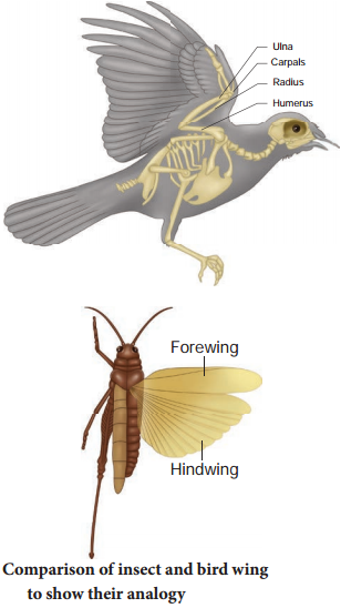 Evidences For Biological Evolution img 2