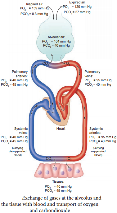 Exchange of Gases img 1