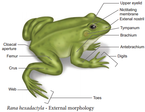 Frog - Rana Hexadactyla img 3