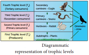 Functions Of Ecosystem img 1