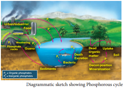 Functions Of Ecosystem img 10