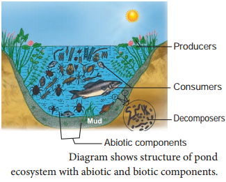 Functions Of Ecosystem img 12