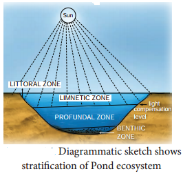 Functions Of Ecosystem img 13