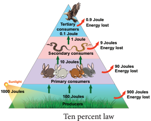 Functions Of Ecosystem img 4