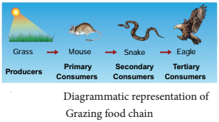 Functions Of Ecosystem img 5