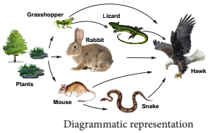 Functions Of Ecosystem img 6