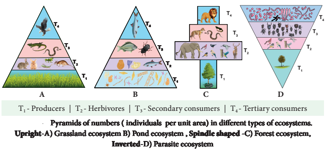 Functions Of Ecosystem img 7