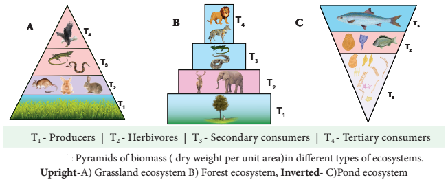 Functions Of Ecosystem img 7a