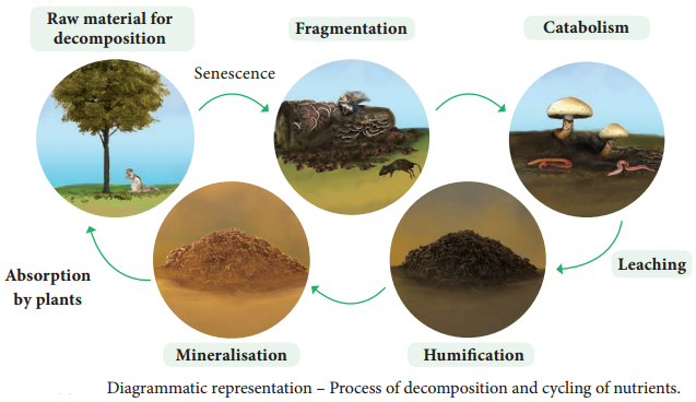 Functions Of Ecosystem img 8