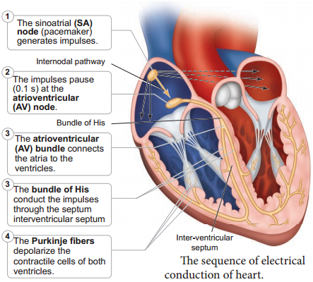 Human Circulatory System img 2
