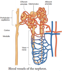 Human Excretory System – Structure of Kidney, Nephron