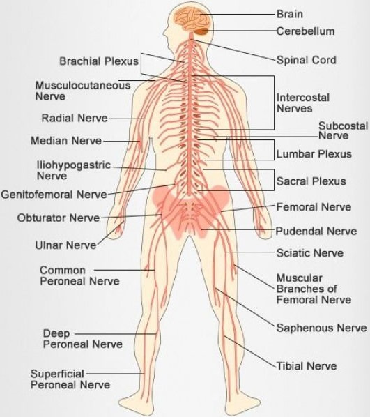 Human Neural System img 1