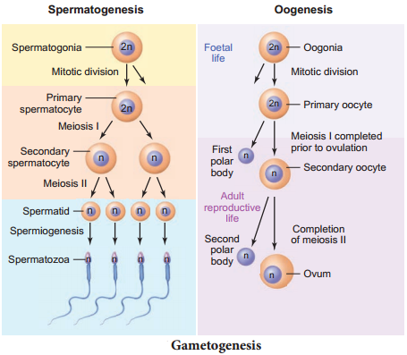 Human Reproductive Gametogenesis img 1