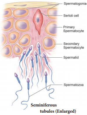 Human Reproductive Gametogenesis img 3