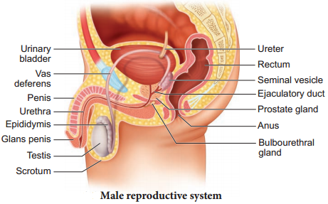 Human Reproductive System img 1
