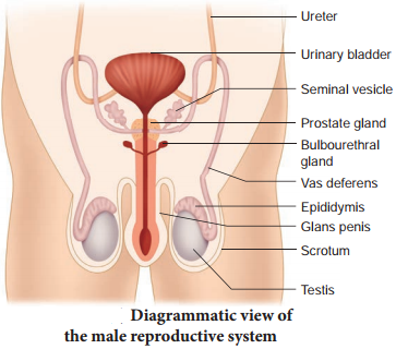 Human Reproductive System img 2