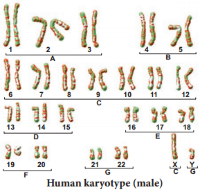 Karyotyping Preparation and Its Applications img 1