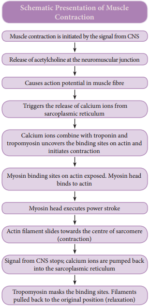 mechanism of muscle contraction class 11 flowchart