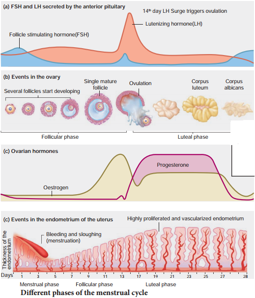 Menstrual Cycle img 1