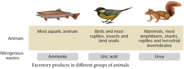 Models of Excretion Definition and Its Explanation Models of Excretion Definition and Its Explanation