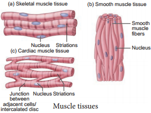 Muscle Tissue img 1