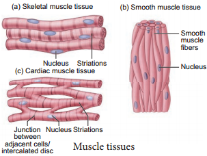 Muscle Tissue img 1