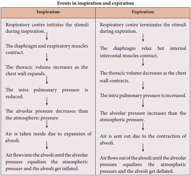 Mechanism of breathing in human beings