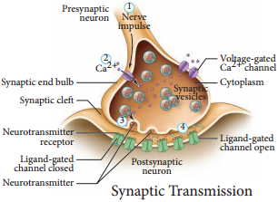 Neuron as a Structural and Functional Unit of Neural System img 7