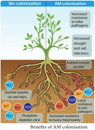 Organic Agriculture img 4