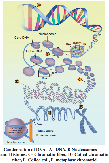 Packaging Of DNA Helix img 1