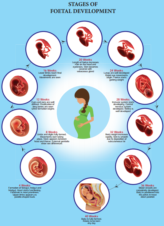 Parturition And Lactation img 1