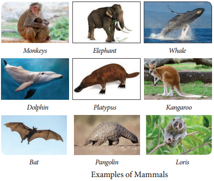 Phylum Chordata img 11