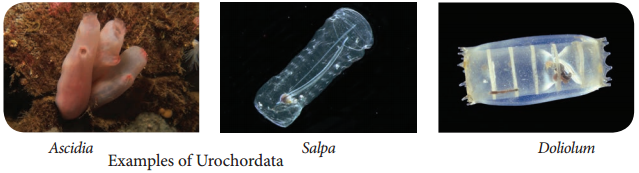 Phylum Chordata img 3