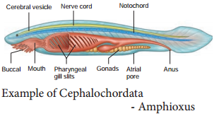 Phylum Chordata img 4