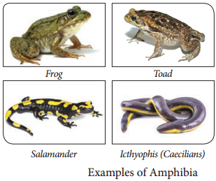 Phylum Chordata img 8