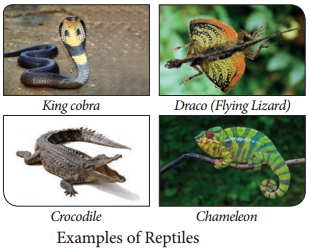 Phylum Chordata img 9