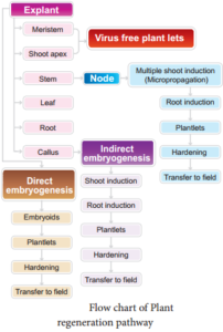 Plant Regeneration Pathway img 1
