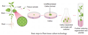 Plant Tissue Culture Techniques and Types img 2