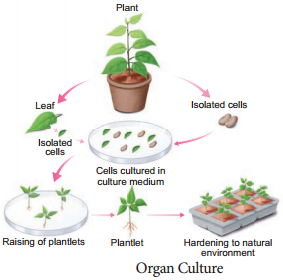 Plant Tissue Culture Techniques and Types img 5