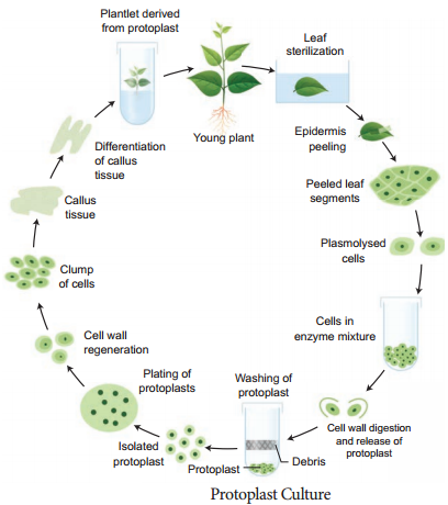 methodology in plant tissue culture