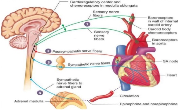 Regulation of Cardiac Activity img 1