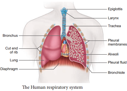 Respiratory Organs in Various Organisms